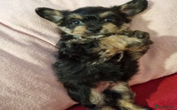 Bichon Frise dogs for sale: 2 Bichon puppies for sale  - Image 2