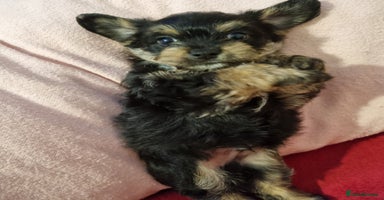 Mixed Breed dogs - Advert 3