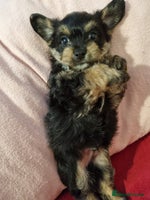 Mixed Breed dogs - Advert 3