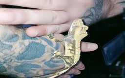 Gecko reptiles for sale: Crested  - Image 21