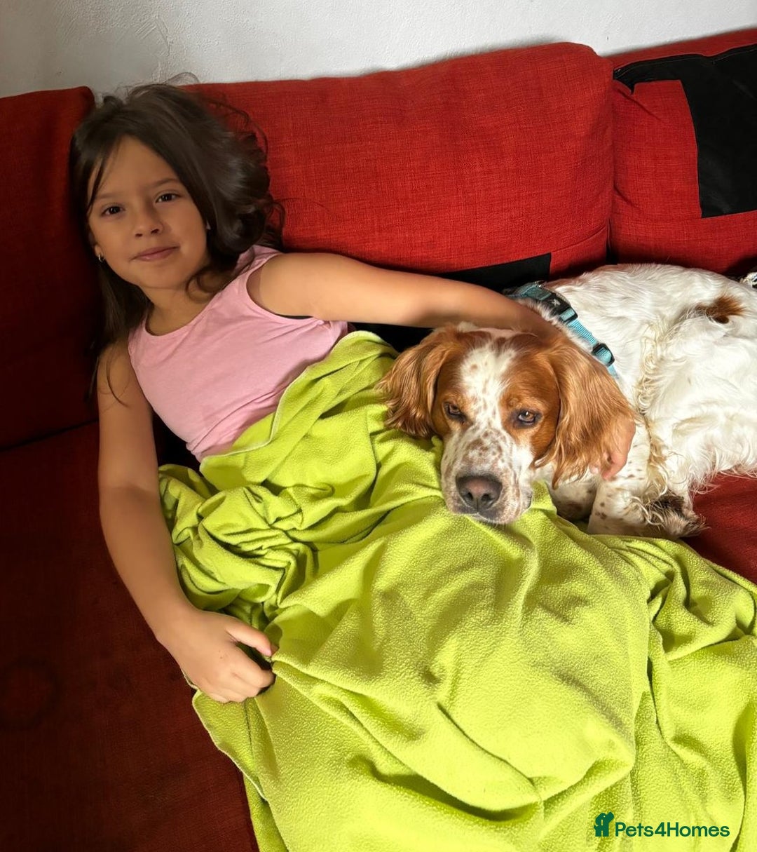 Brittany Spaniel dogs for adoption: Ronnie, 3-year old Brittany male - Advert 4