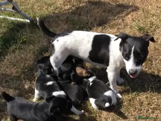 Jack Russell dogs Lovely smooth coated short legged pups - Advert 15