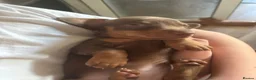 Miniature Dachshund dogs for sale: One beautiful female miniature dachshund puppy in Lincoln - Advert 6