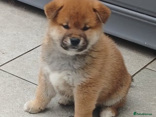 Japanese Shiba Inu dogs Puppy dog - Advert 8