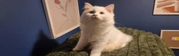 Ragdoll cats for sale: A very rare litter of kittens.  - Advert 16