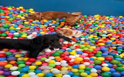 Cocker Spaniel dogs for stud: Proven stud dog - Image 3