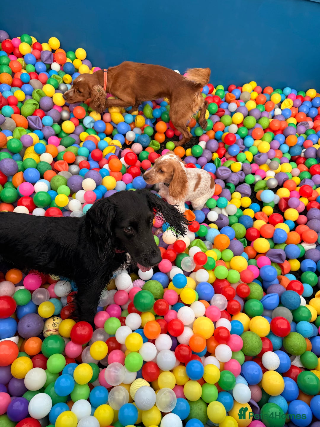 Cocker Spaniel dogs for stud: Proven stud dog - Image 3