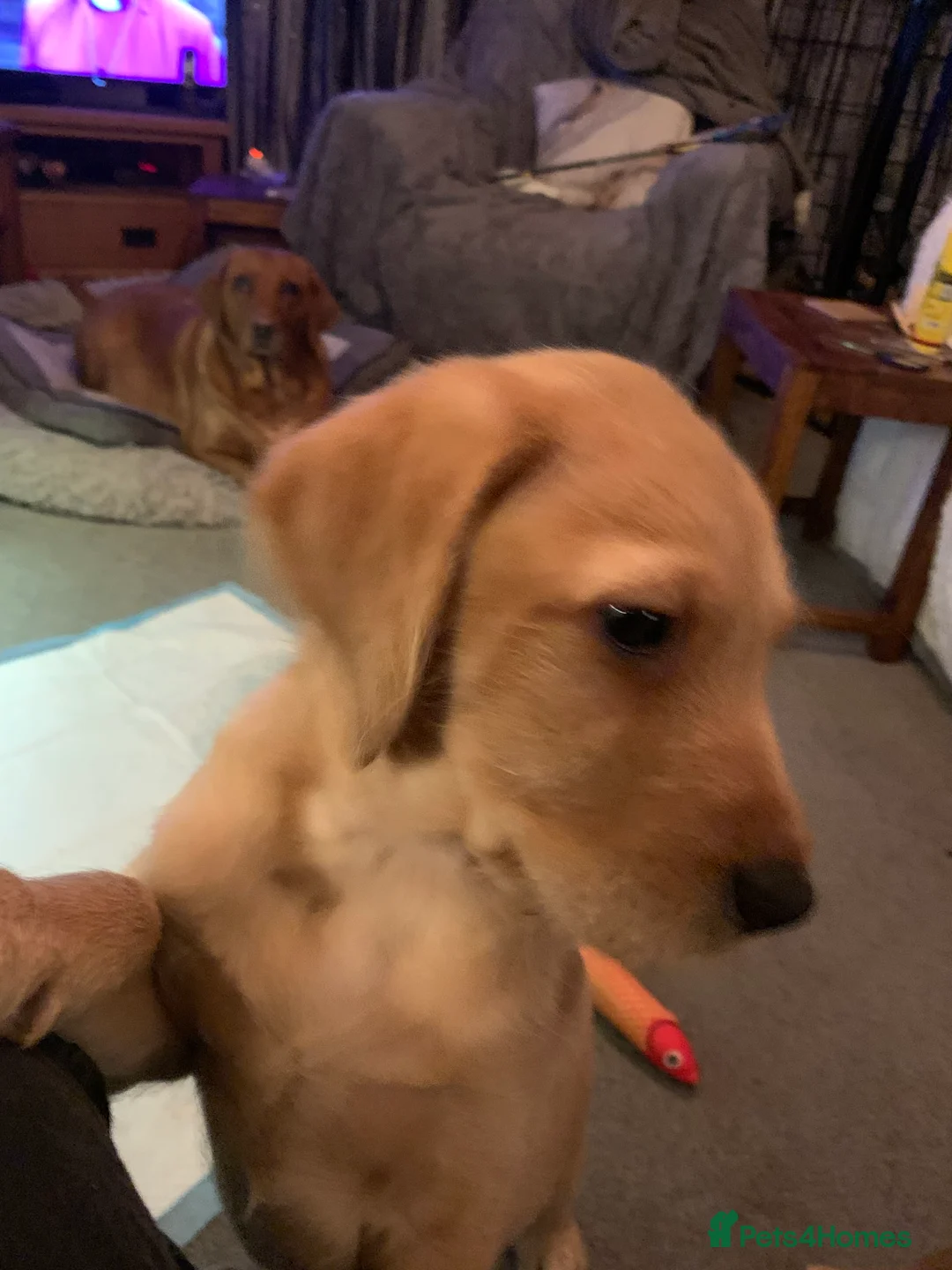 Labradoodle dogs for sale: Family labradoodle looking for a family home  - Advert 9