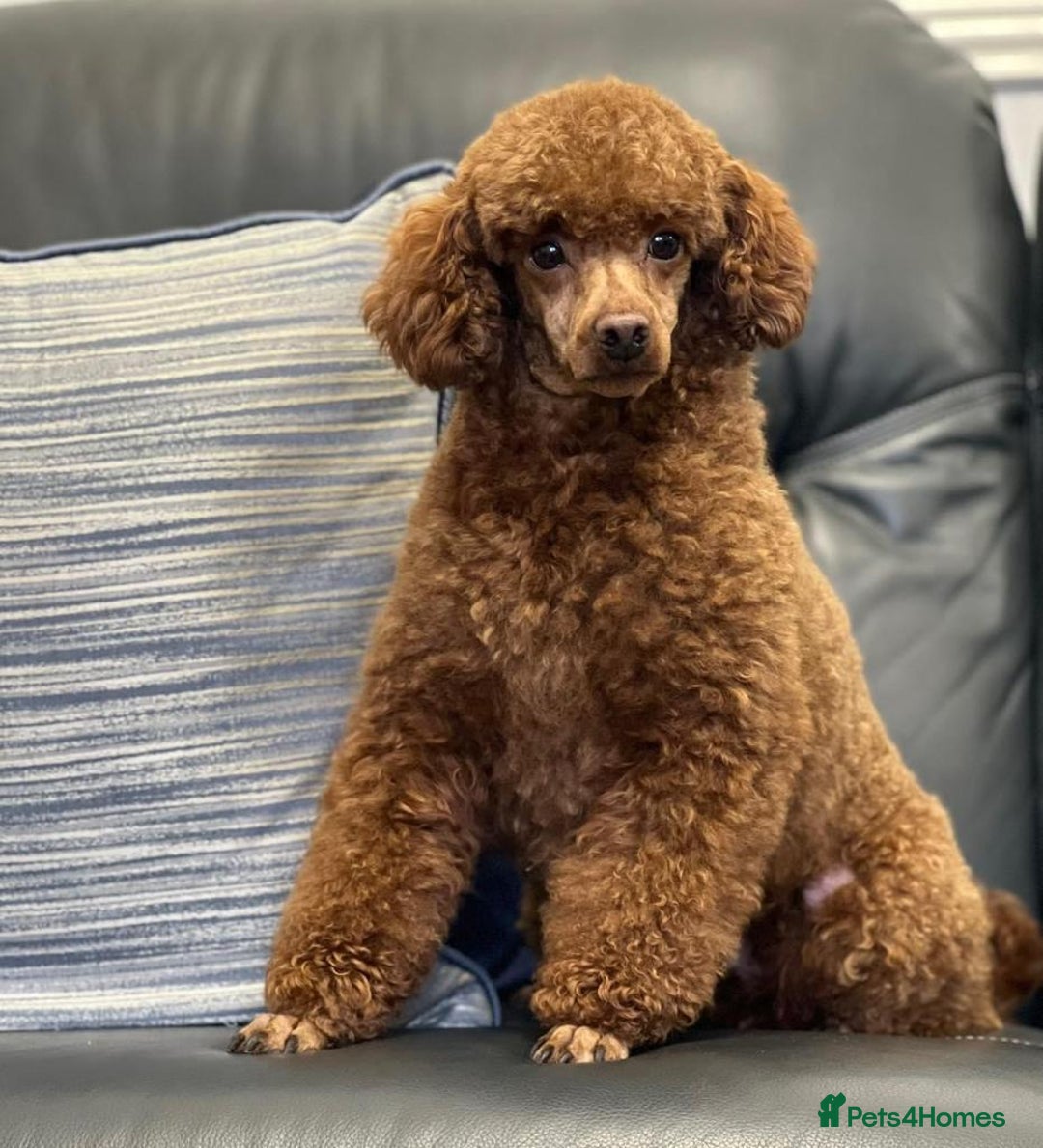 Cavapoo dogs for sale: F1 Cavapoo puppies for sale - Image 39