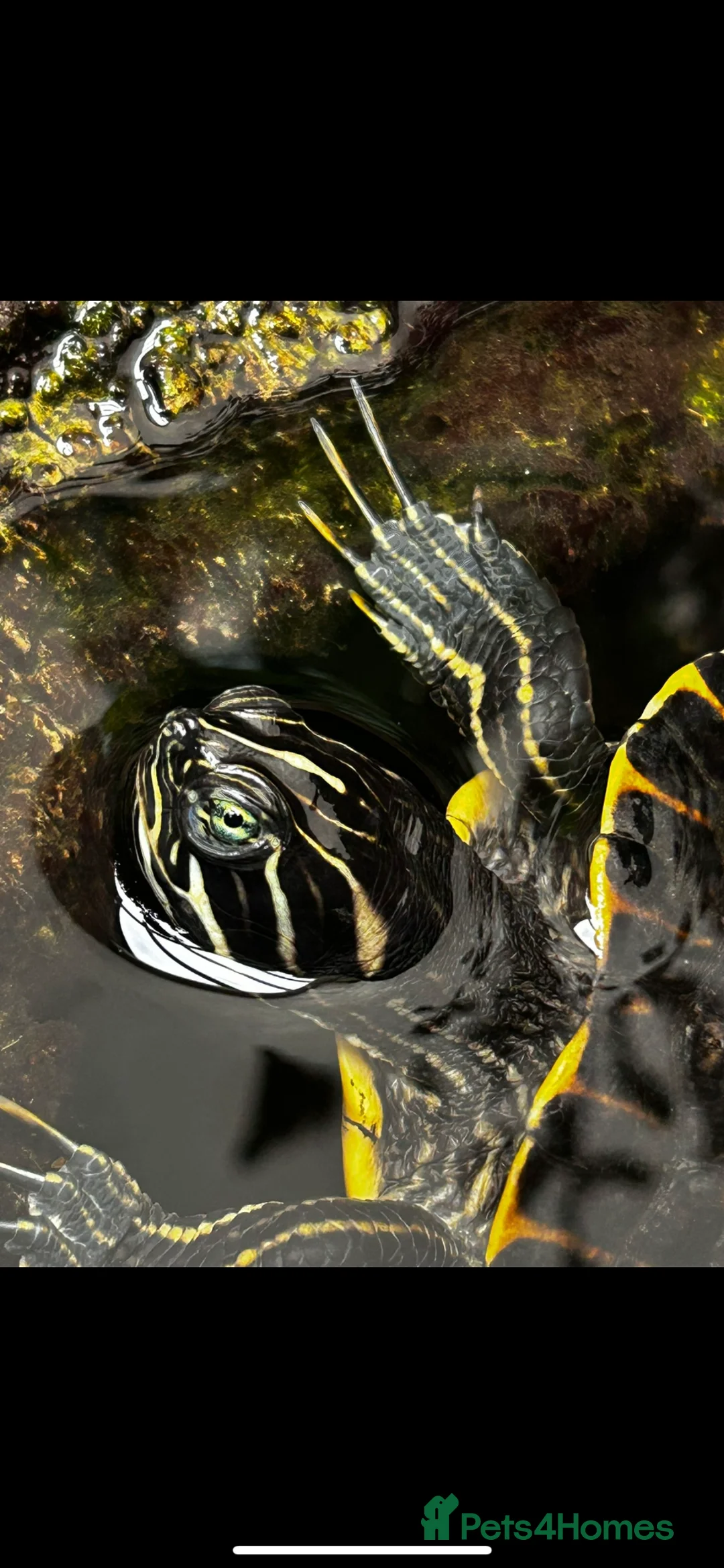 Turtle reptiles for sale: Make Yellow Belly Turtle  - Advert 1