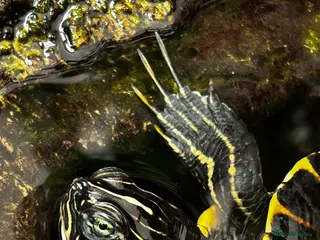 Turtle reptiles Make Yellow Belly Turtle - Advert 1