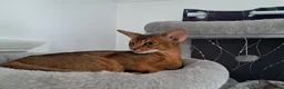 Abyssinian cats for sale: Abysinian female kitten looking for a new home in High Wycombe - Advert 9