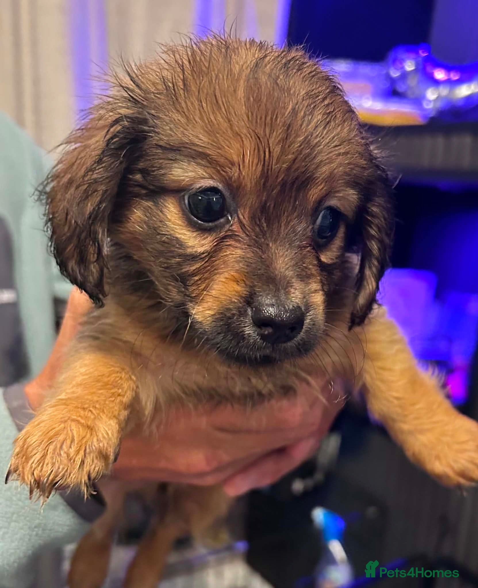 Chiweenie dogs chi-weenie Puppy's for sale  - Advert 12