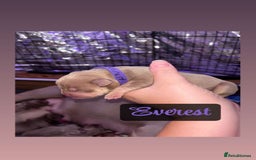 American Bully dogs for sale: Pocket bully puppy’s  - Image 3