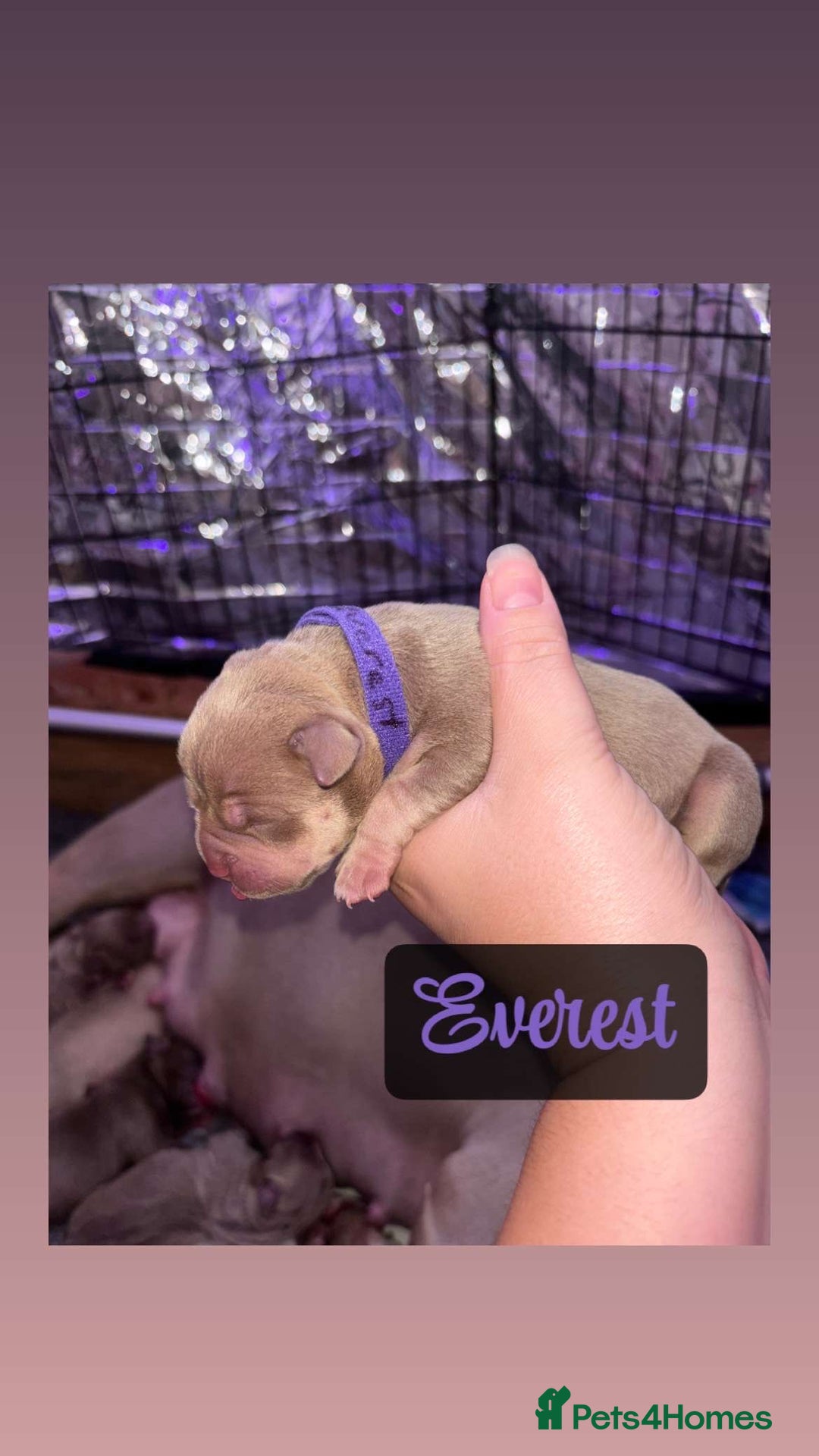 American Bully dogs for sale: Pocket bully puppy’s  - Image 3
