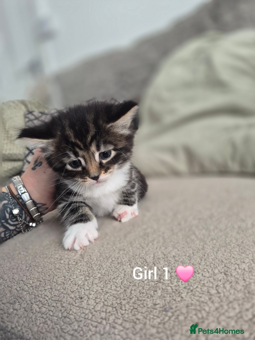 Mixed Breed cats for sale: Beautiful grey and tabby kittens  - Advert 8