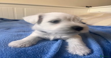 Miniature Schnauzer dogs - Advert 1