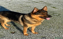 German Shepherd dogs for sale: KC German Shepherd  - Image 1