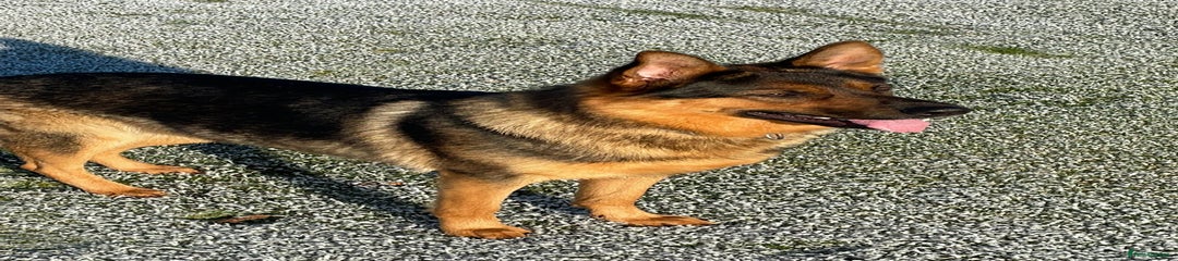 German Shepherd Puppy 1