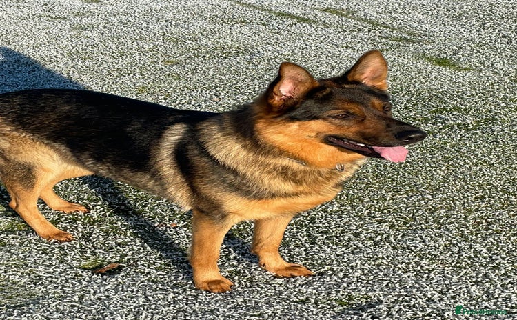 German Shepherd dogs - Advert 1