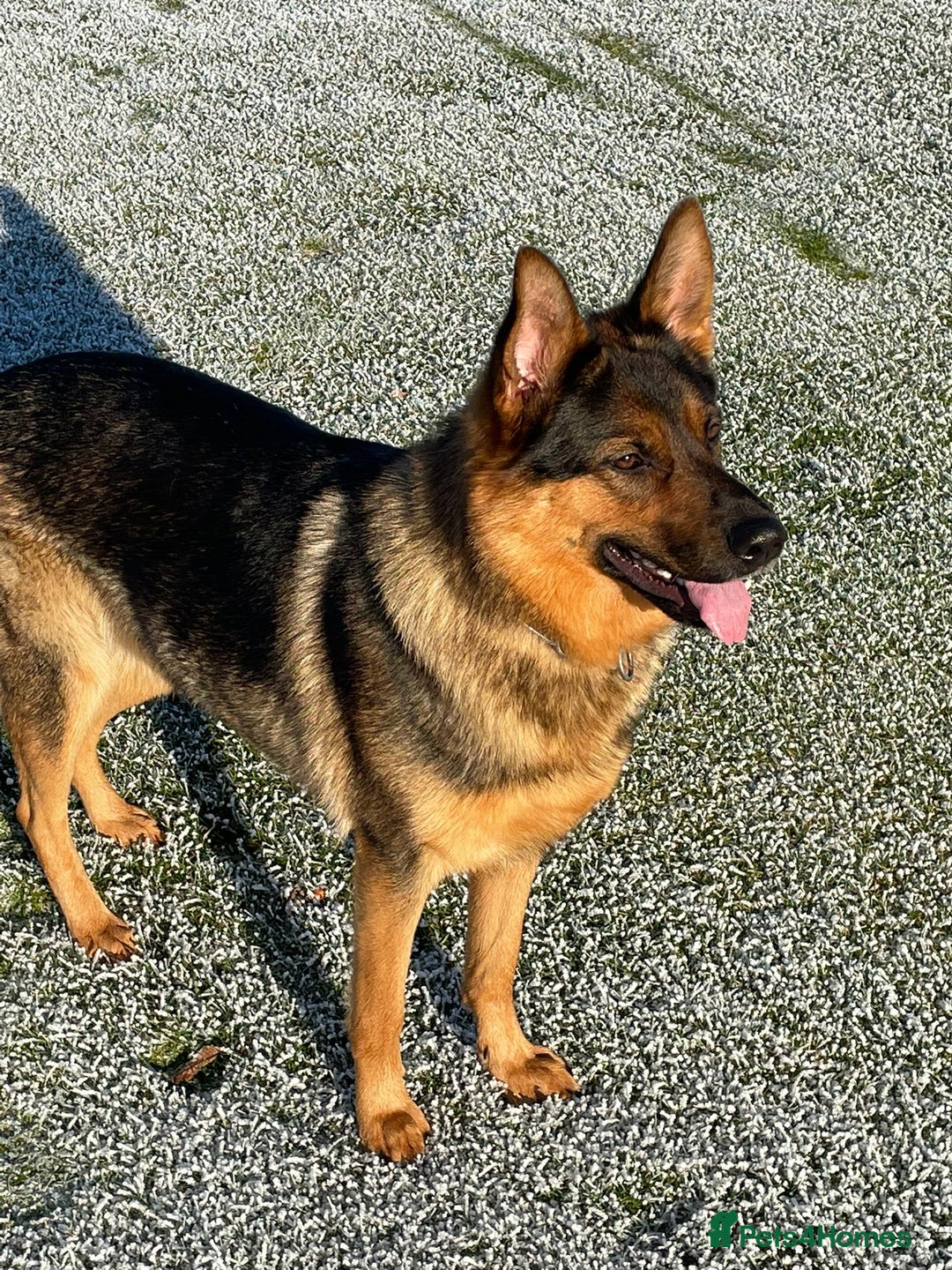 German Shepherd dogs for sale: KC German Shepherd  - Image 1