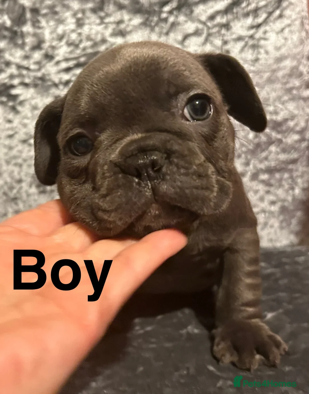 French Bulldog dogs for sale: 8 weeks old Blue Frenchies - Advert 1