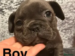 French Bulldog dogs 8 weeks old Blue Frenchies - Advert 2