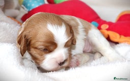 Cavalier King Charles Spaniel dogs for sale: 🌟Rare F1b Reverse Cavapoo(3/4 Cavalier1/4 Poodle) - Image 7