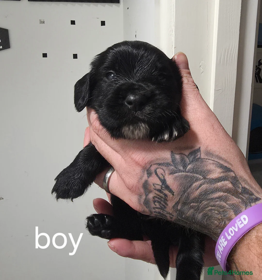 Sprocker dogs for sale: Sprocker puppies - Advert 6