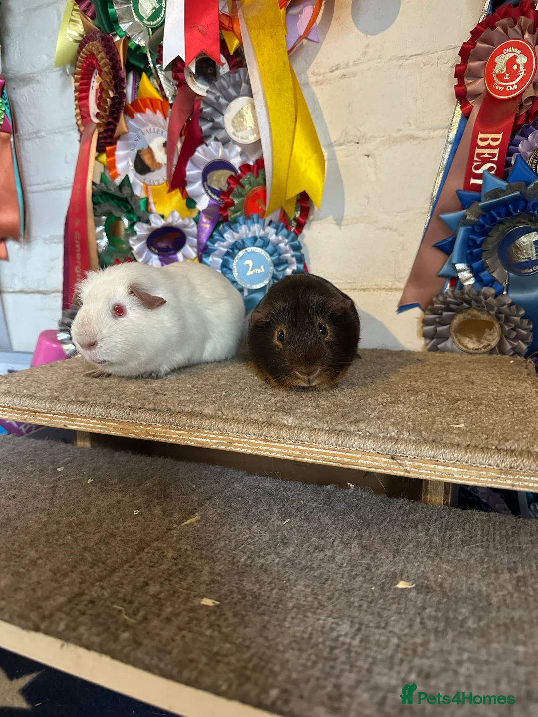 Guinea Pig rodents for sale: Guinea pigs Boars Sows - Advert 4