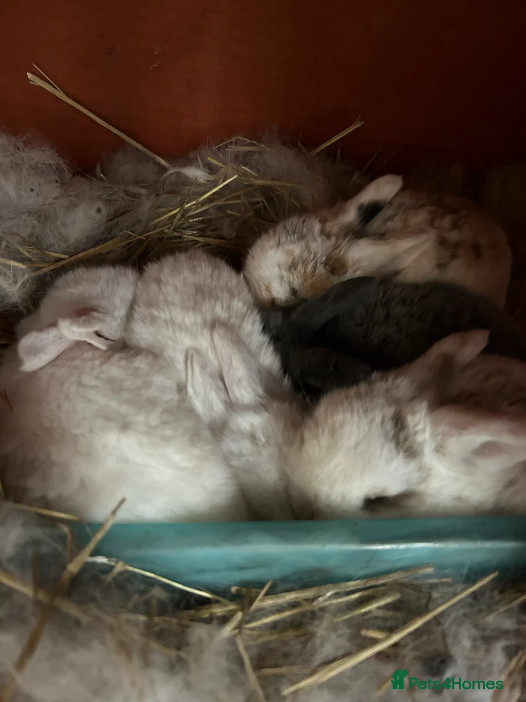 Mini Lop rabbits for sale: Mini Lop Babies - Advert 5