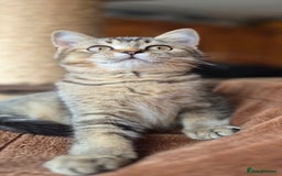 Scottish Fold cats for sale: 2 boys left! TICA registered Scottish Fold - Image 33