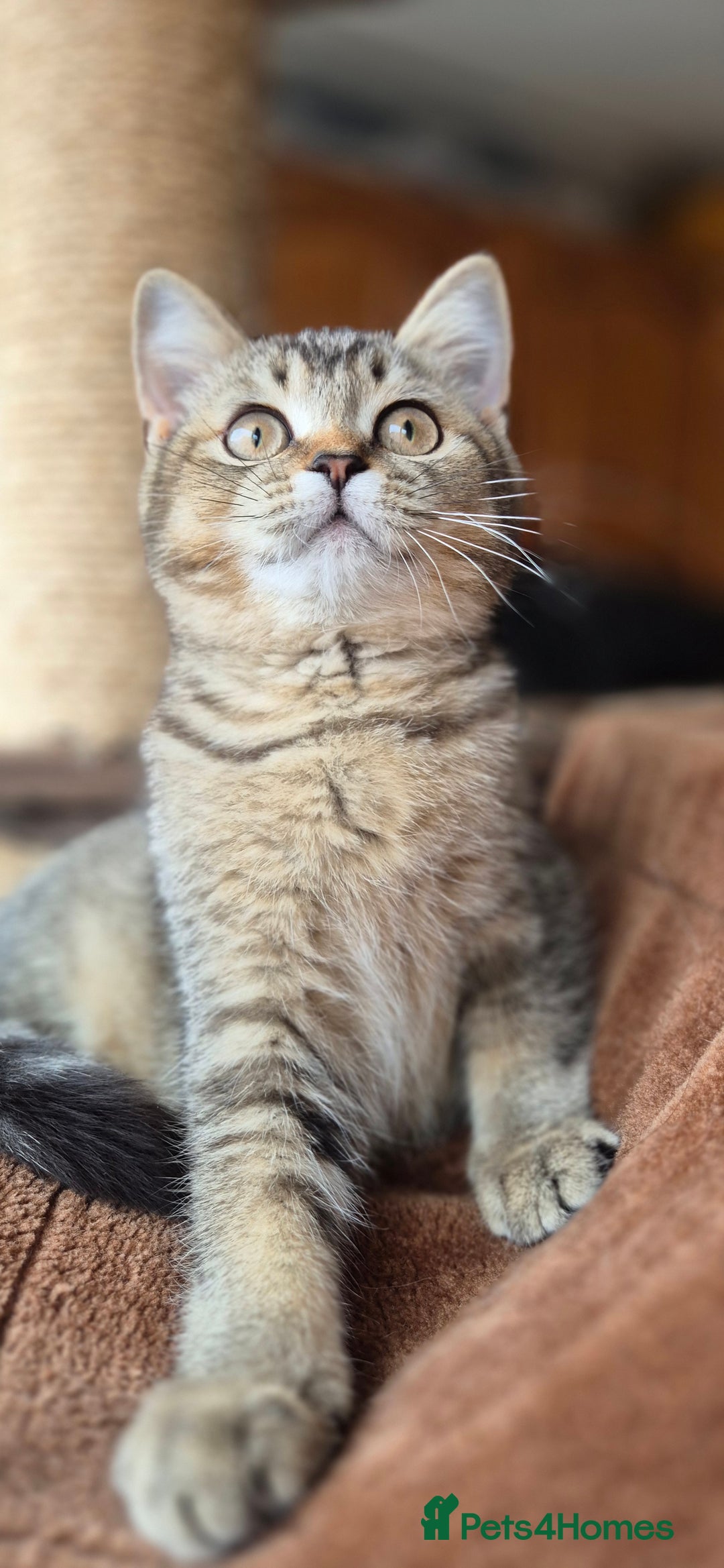 Scottish Fold cats for sale: 2 boys left! TICA registered Scottish Fold - Image 33