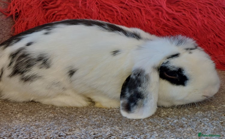Mini Lop rabbits - Advert 11