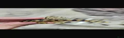 Plecos fish for sale: L333 Goldlines AAA grade Pleco.  - Advert 2