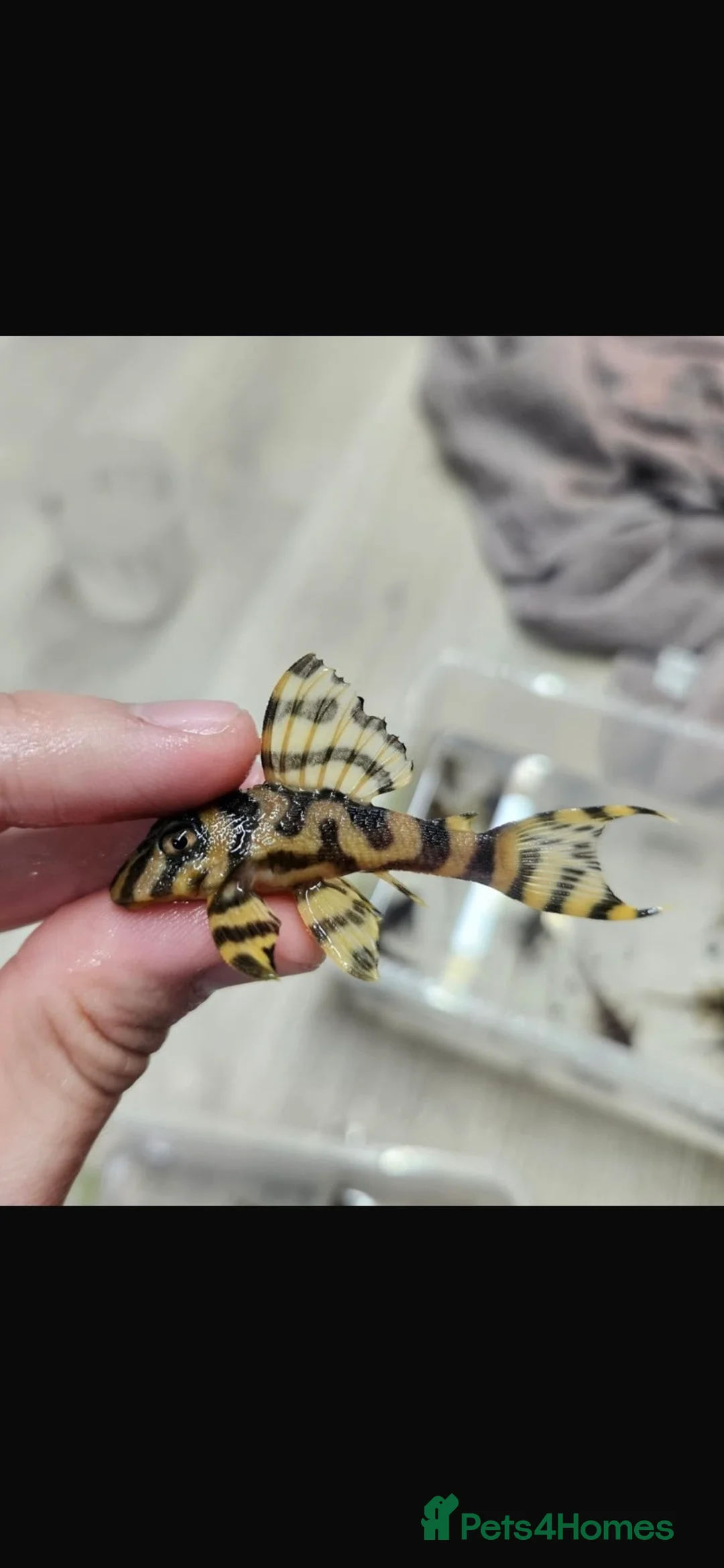 Plecos fish for sale: L333 Goldlines AAA grade Pleco.  - Advert 2