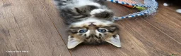 Mixed Breed cats for sale: 5 little kittens ready for the new lovely homes  ! in Cheltenham - Advert 5