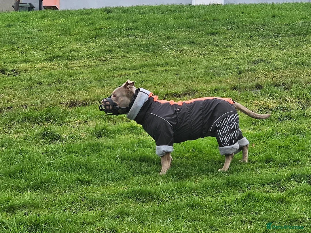 American Bully dogs for sale: AMERICAN BULLY - Advert 9