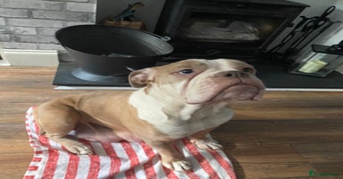 Mixed Breed dogs - Advert 2