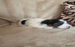 Biewer Terrier dogs for sale: Biewer Yorkshire Terrier  - Image 14