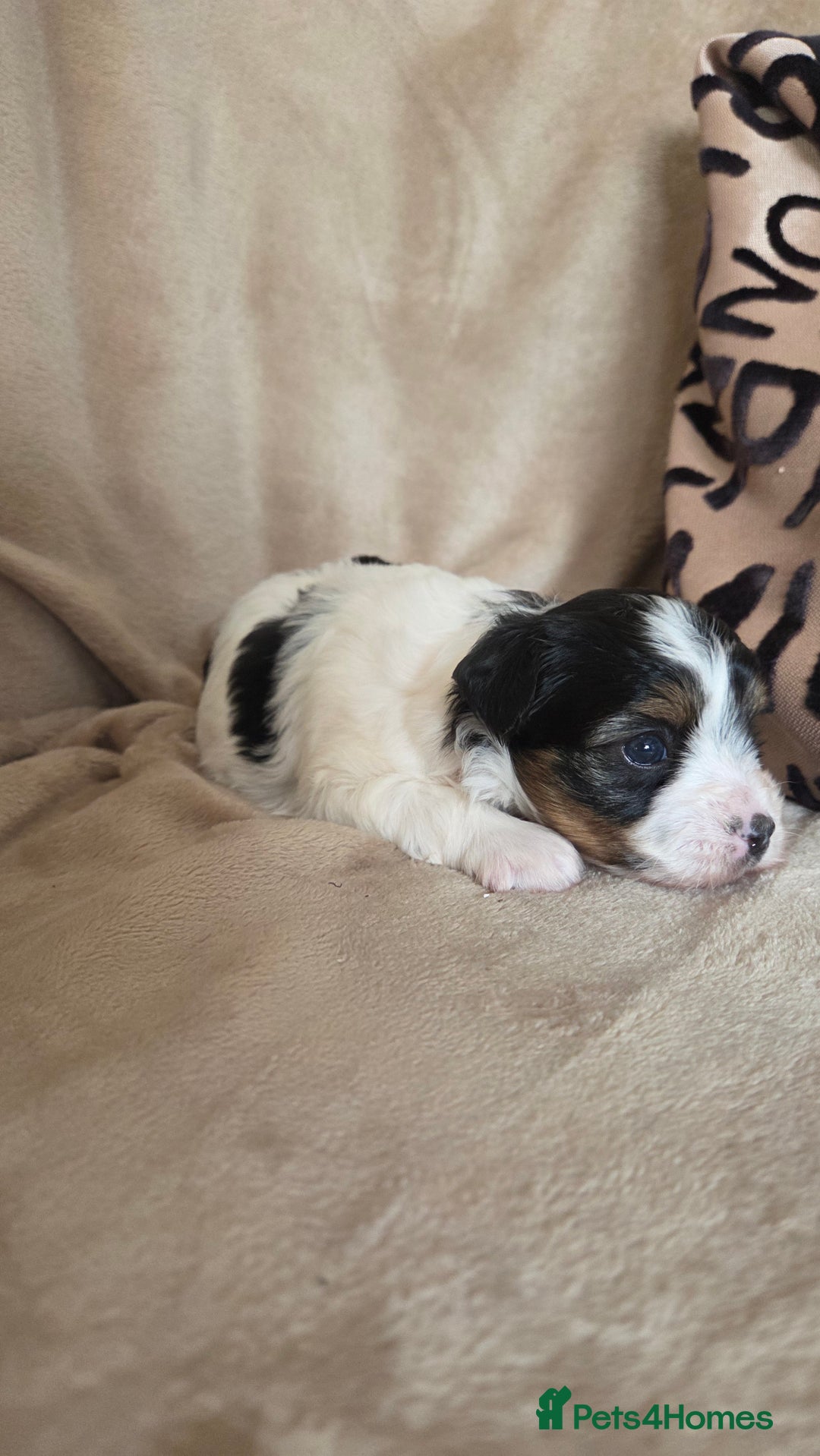 Biewer Terrier dogs for sale: Biewer Yorkshire Terrier  - Image 14