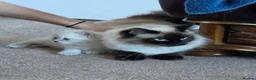 Mixed Breed cats for sale: Pearl - Advert 1