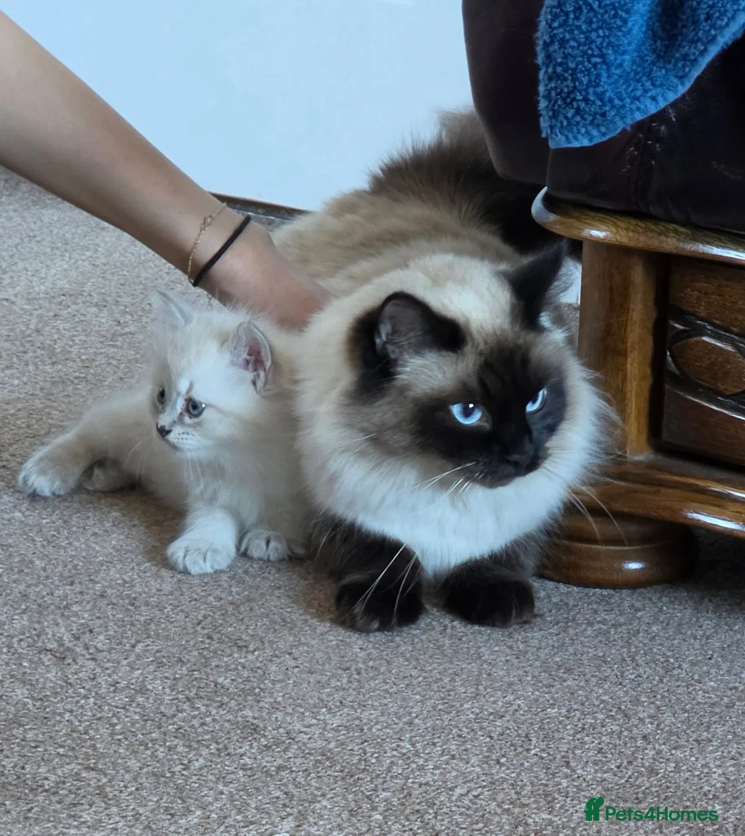 Mixed Breed cats for sale: Pearl - Advert 1