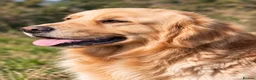 Golden Retriever dogs for stud: KC GOLDEN RETRIEVER STUD EXTENSIVELY HEALTH TESTED - Advert 2