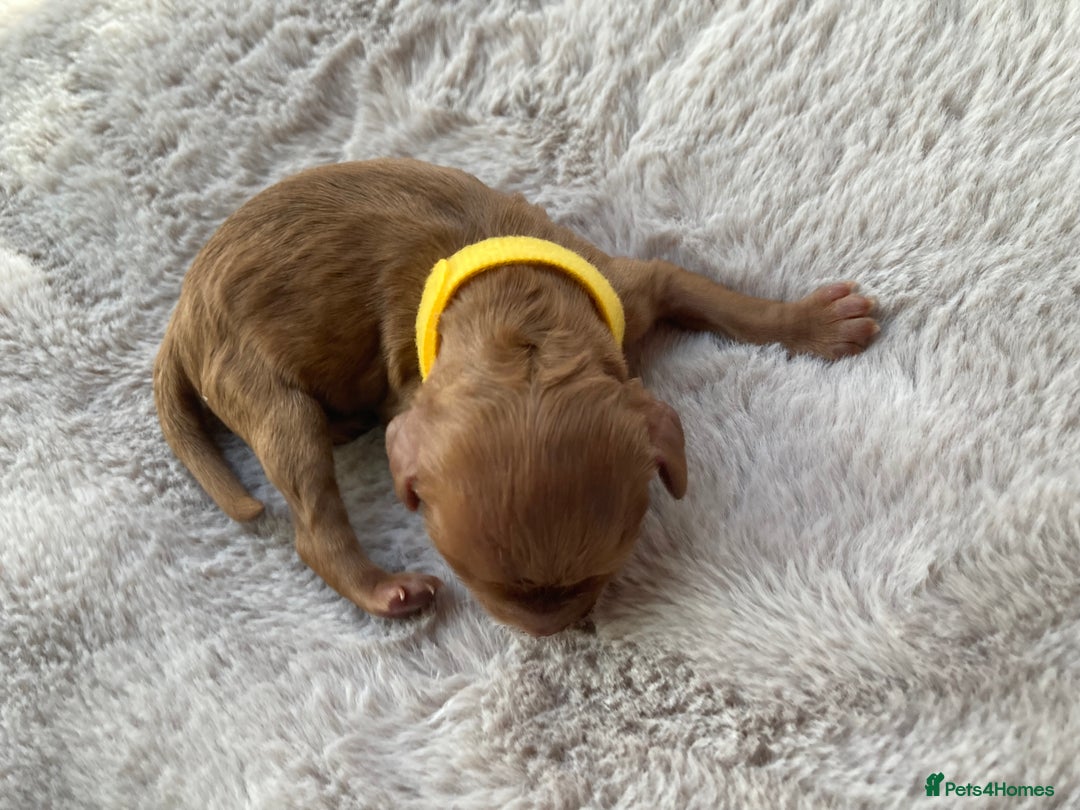 Mixed Breed dogs for sale: Cockapoo/Cavapoo Mix Puppies Available 10 Nov 25 - Image 16