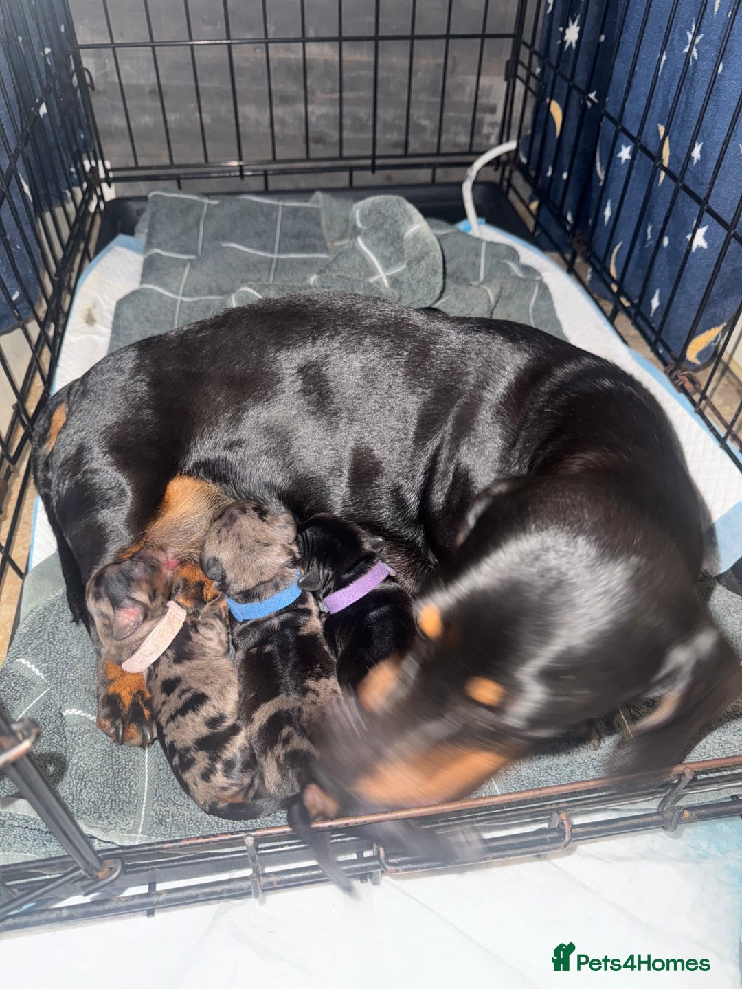 Miniature Dachshund dogs for sale: Ready Now! Smooth coat 1 boy 1 girl - Image 7