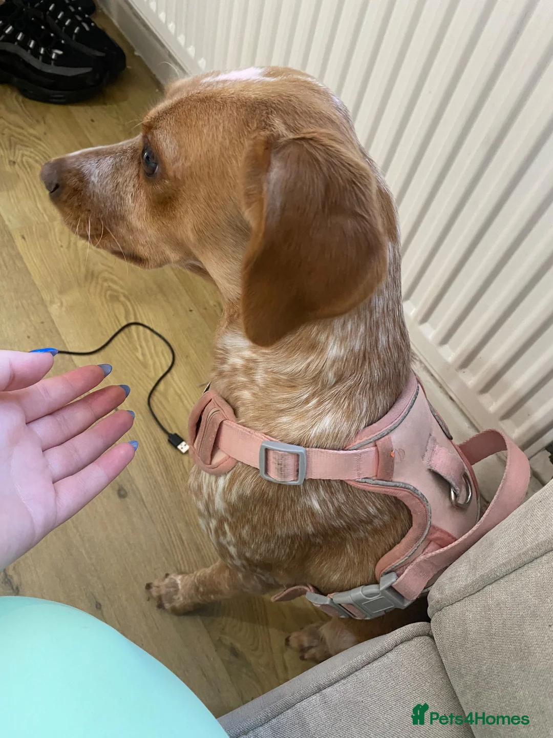 Bocker dogs for sale: 14 month old girl dog beautiful unique colour  in Swanley - Advert 2