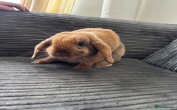 Dwarf Lop rabbits for sale: Lop bunny super friendly - Image 2
