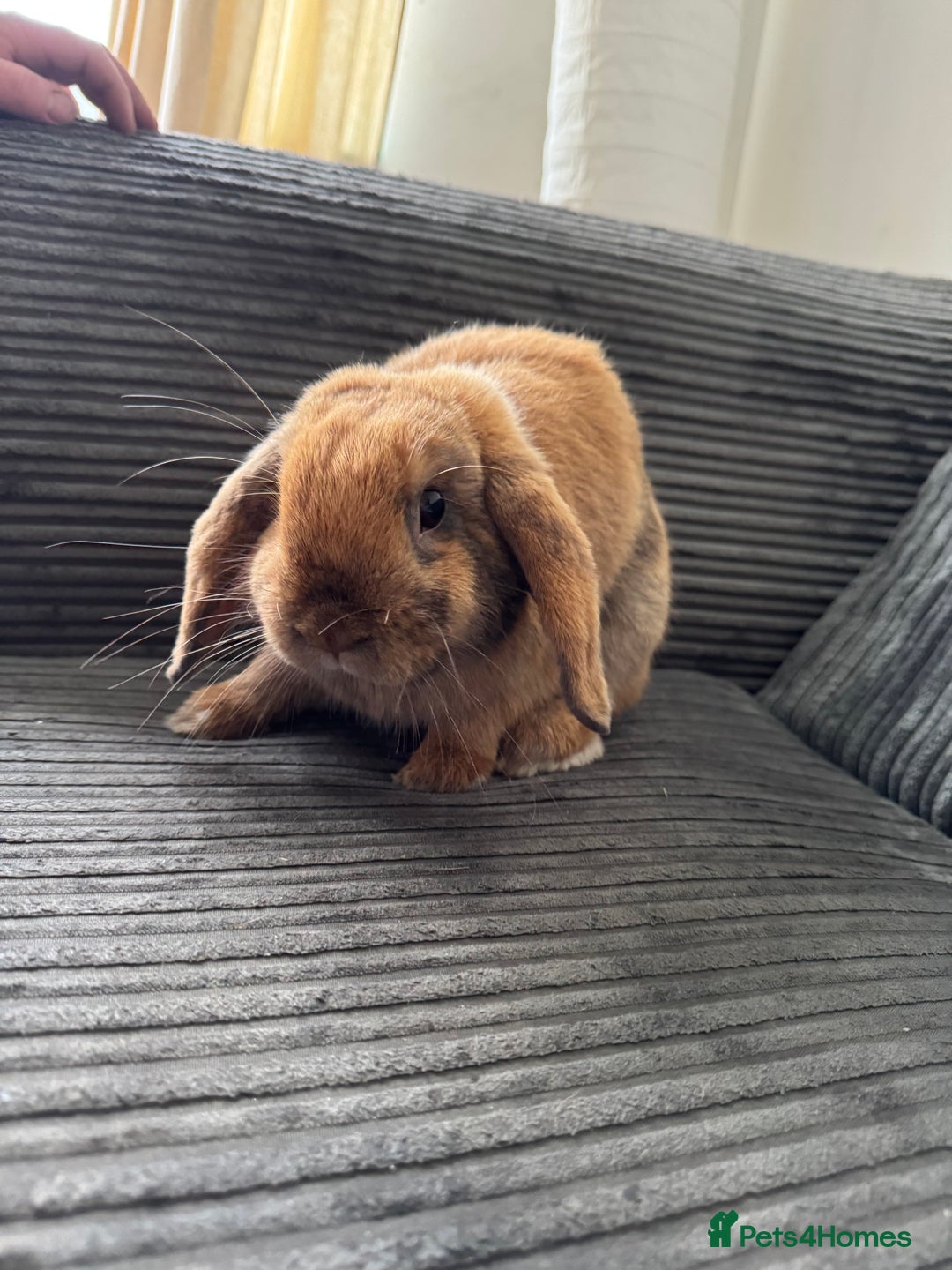 Dwarf Lop rabbits for sale: Lop bunny super friendly - Image 2