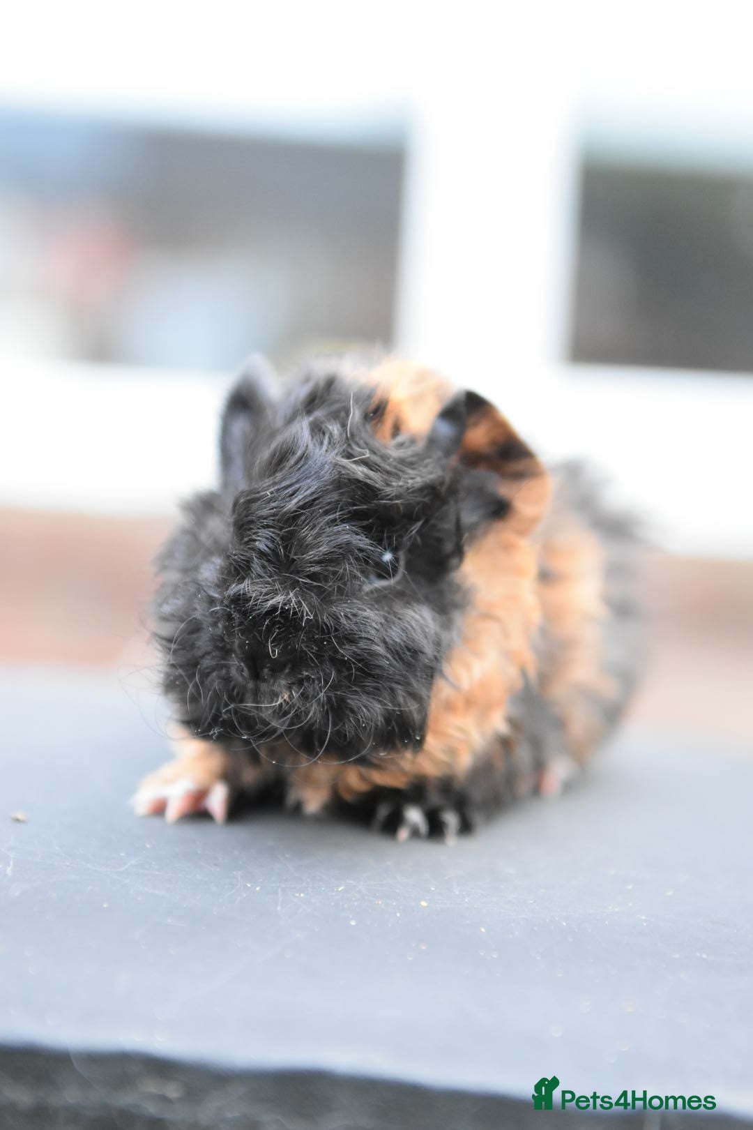 Guinea Pig rodents for sale: Baby Guinea Pigs Looking For New Home (All Males) - Advert 11